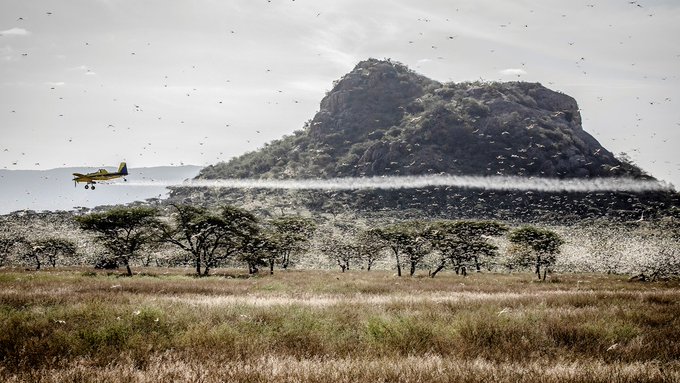 La plaga de langostas ya se extiende por al menos ocho países africanos. FOTO Cortesía ONU