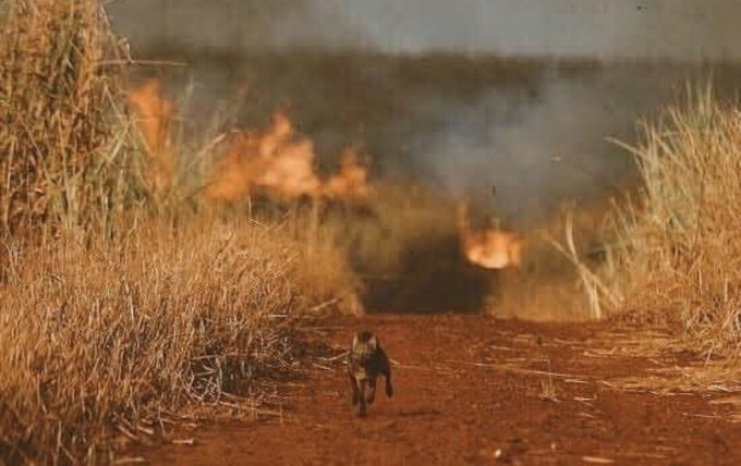 Otra foto muestra a un animal que parece ser un zorro por un camino de tierra, huyendo del fuego. Fue tomada en septiembre de 2011 por el reportero gráfico Silva Junior, de Folha de S.Paulo, durante la cobertura (B) sobre los incendios ocurridos en Ribeirão Preto, Sao Paulo.