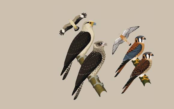 La guía está diseñada para comparar especies similares dentro del mismo grupo taxonómico. ILUSTRACIÓN Cortesía fernando ayerbe- WCS