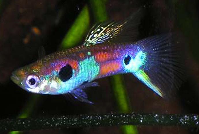 El pez Guppy Se ha convertido en una herramienta sustentable y benéfica para el medio ambiente porque evita el uso de insecticidas y venenos para exterminar el zancudo transmisor del dengue. FOTO COLPRENSA
