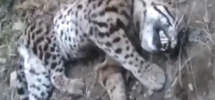 FOTO CAPTURA DE PANTALLA VIDEO