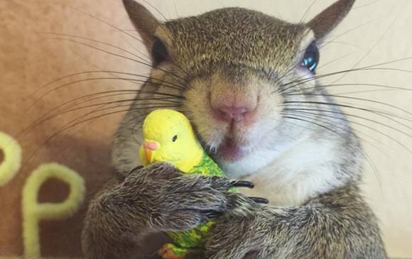 Animales con personalidad conquistan corazones