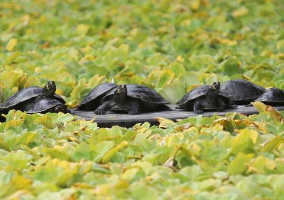 Hernán Vanegas - Amacayacu es el hogar de 150 especies diferentes que van desde grandes mamíferos hasta otros pequeños como tortugas y los monos tití.