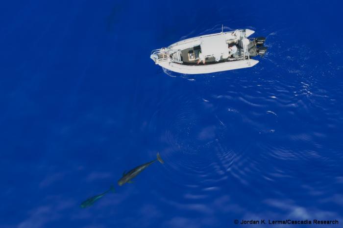 Investigadores han descubierto un delfín híbrido en las aguas de Hawai. FOTOS: Cascadia Research Collective