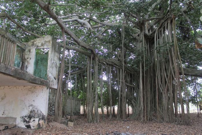 Este es el árbol de caucho en la hacienda El Palmar, en el que los paramilitares al mando de alias “Cadena” torturaban a sus víctimas antes de enterrarlas en el predio. FOTO Colprensa -El Universal
