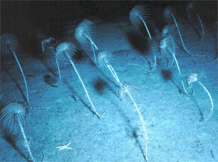 Equinodermos en el fondo del mar. La profundidad crece en algunos lugares por la disolución del carbonato de calcio. Foto NOAA