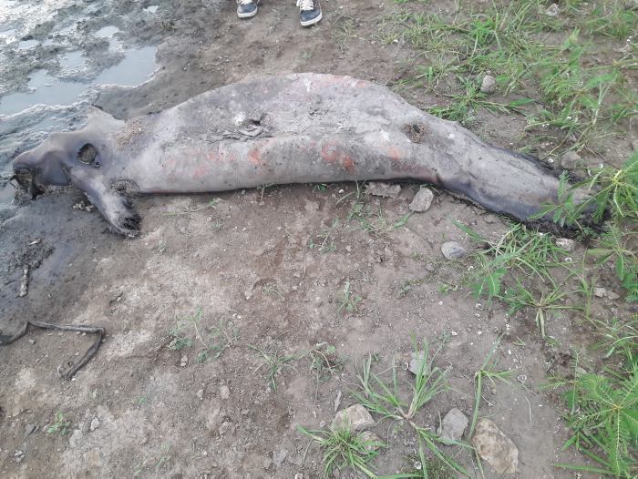 Varios manatíes han muerto por la falta de alimentación y además por que encallaban tras la falta de agua en la ciénaga. FOTO COLPRENSA