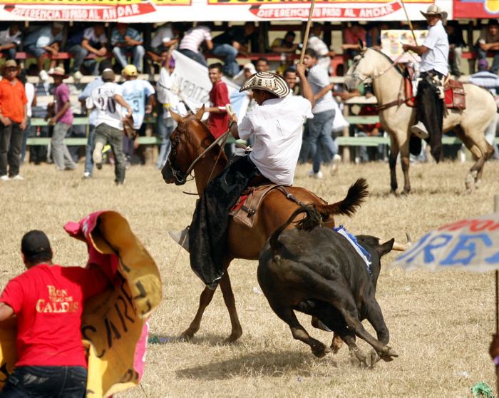 “Carne del caballo sirvió para comer”: esposa de hombre que descuartizó al animal