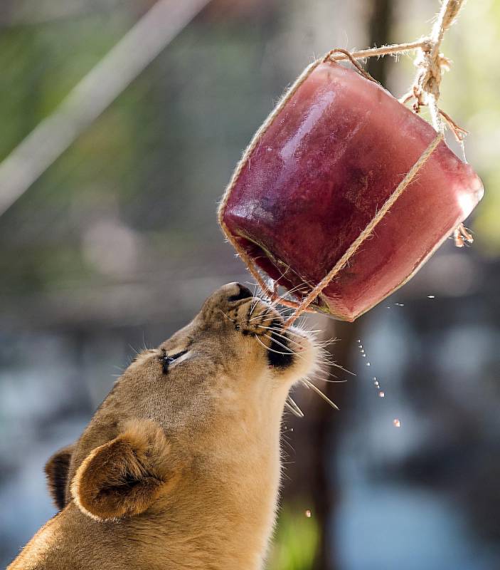 Según veterinarios del zoológico, el calor no solo afecta el comportamiento de los animales sino también su ciclo reproductivo. FOTOS JULIO CÉSAR HERRERA