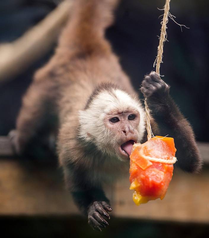 Los sabores varían según la especie: salpicón para los monos y carne para los leones, por ejemplo. FOTOS JULIO CÉSAR HERRERA