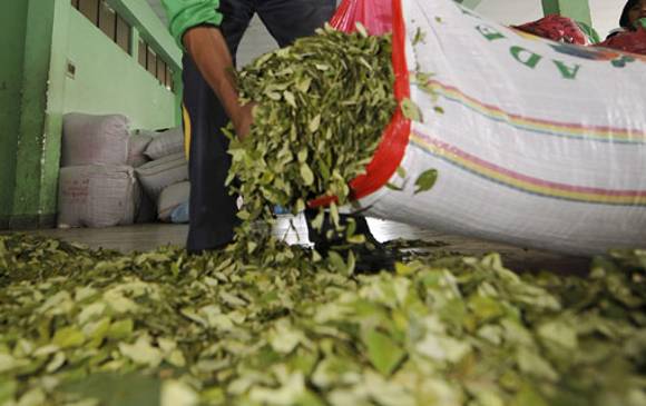 El Gobierno dice que en la zona del Catatumbo todavía hay mucho por hacer en materia de cultivos ilícitos. FOTO colprensa