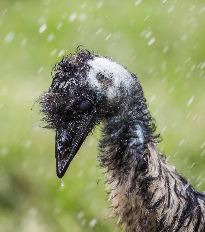 Frescura Salvaje se realiza en el zoológico Santa Fe todos los fines de semana de febrero. FOTOS JULIO CÉSAR HERRERA
