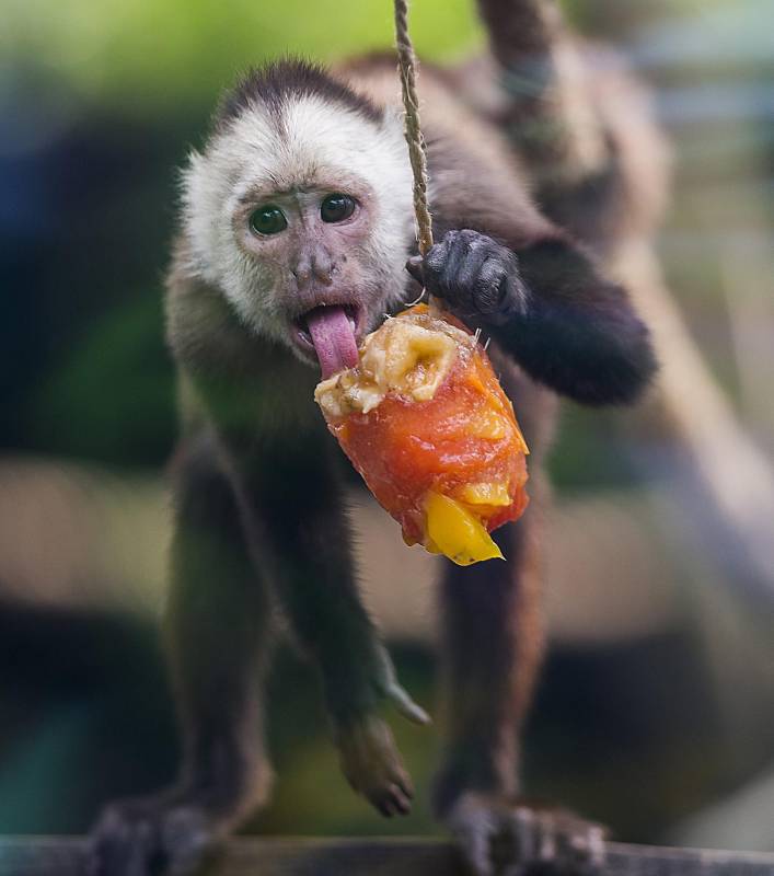 Las paletas son elaboradas por los veterinarios con ayuda de los visitantes y tienen papaya, mango, banano, entre otras frutas. FOTOS JULIO CÉSAR HERRERA
