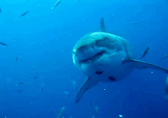Revelan nuevo video de un tiburón gigante en México
