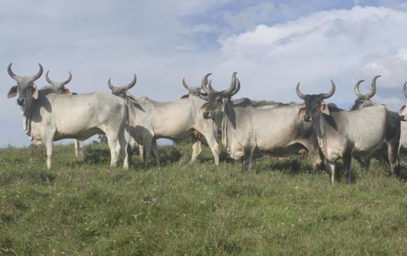 El Idea figura como el principal accionista de Fogansa, sociedad que en diciembre pasado entró en liquidación. La firma, dedicada al negocio ganadero, prácticamente, agotó su hato, quedando con más inmuebles que cabezas de ganado. FOTO cortesía