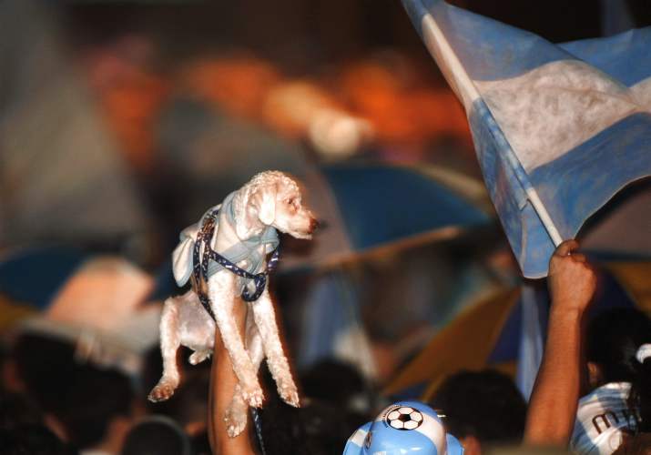 reuters - Este perrito argentino tampoco se quiso perder el masivo recibimiento que los hinchas de ese país le dieron a su seleccionado.