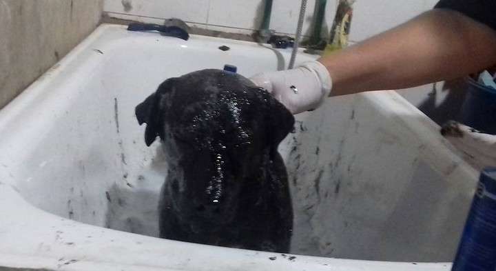 El animal durante el proceso de limpieza. FOTO CORTESÍA