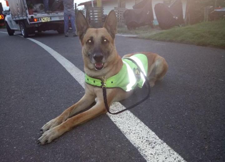 Spike, el perro que detectó el camión con 400 kilos de marihuana. FOTO CORTESÍA POLICÍA ANTIOQUIA