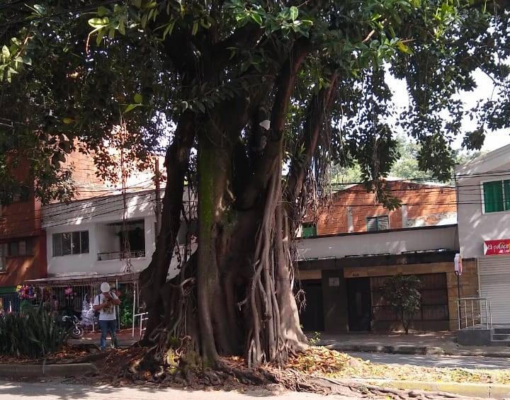 Árbol ubicado en un antejardín en la carrera 80, cerca a la calle 50, que será intervenido por obras viales. FOTO CUENTA DE TWITTER @vecinosdela80