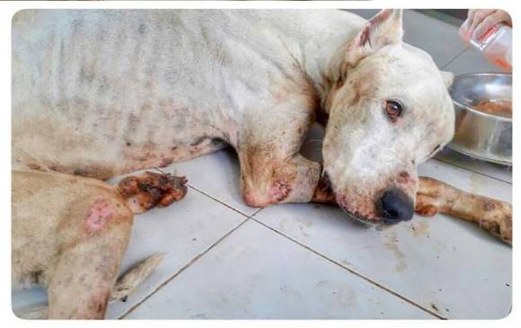 FOTO Fundación Adopta No Compres