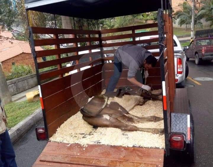 En Medellín rescatan una vaca que moría de hambre por abandono