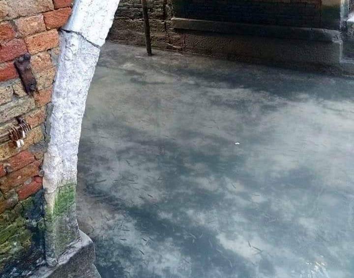 Se han visto peces nadando por las aguas de los canales, mucho más claras que antes. Foto: Twitter @witnesschiara