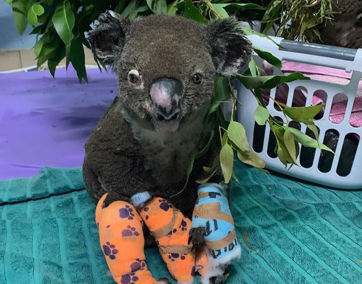 Aunque no existen cifras oficiales, expertos apuntan a que han fallecido 80.000 koalas durante los incendios en Australia. Foto: Cortesía de Koala Hospital Port Macquarie