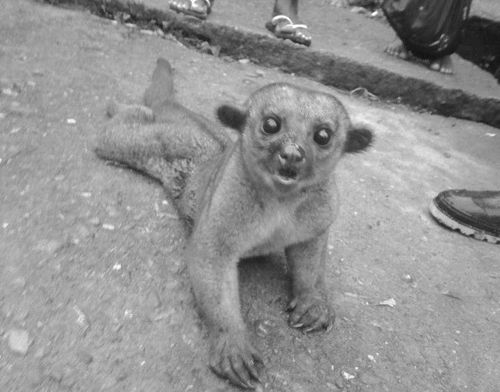 Fotos tomadas de Facebook