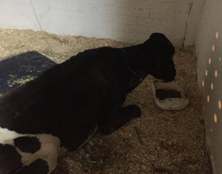 En Medellín rescatan una vaca que moría de hambre por abandono