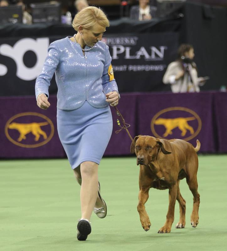 El Perro crestado rodesiano también desfila. Los perros son las estrellas de la pasarela. FOTO AP