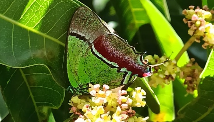 Los machos de la mariposa sedosa quetzal se diferencian por un menor tamaño y por tener un azul iridiscente más vistoso, informó la Secretaría del Medio Ambiente de Medellín. FOTO: CORTESÍA DE LA ALCALDÍA.