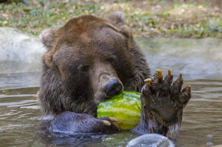 Tras ser acogido por el Zoológico de Cali hace más de 25 años, este miércoles falleció el oso Stap, uno de los animales más carismáticos y antiguos del lugar. FOTO COLPRENSA
