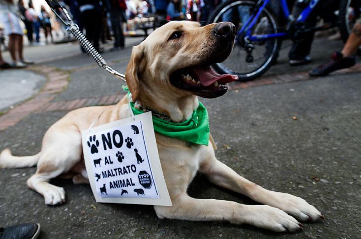 En Plebiscito No Habrá Cartilla Para Votar En Contra Del Maltrato Animal