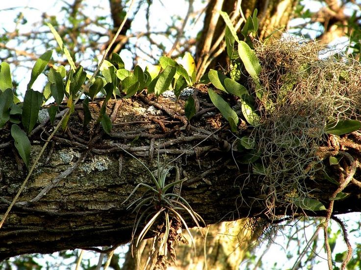 Árbol lleno de epífitas, escena común en los bosques. Estas plantas hablan de la salud del ambiente. FOTO T. Leao