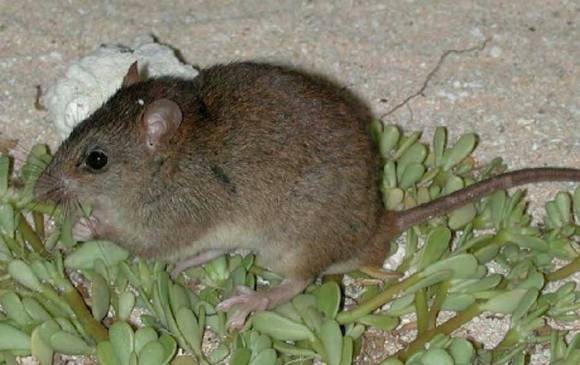 El animal, cuyo nombre científico es Melomys rubicola, habitaba en el cayo Bramble, una diminuta isla que se eleva a tres metros del nivel del mar en el Estrecho de Torres, que separa Australia y Papúa Nueva Guinea.