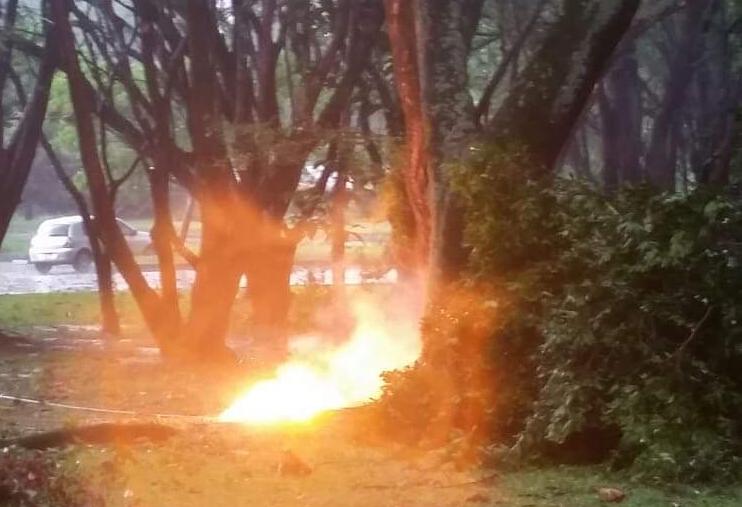 Una línea primaria de energía se vio afectada por la caída de una rama. FOTO CORTESÍA