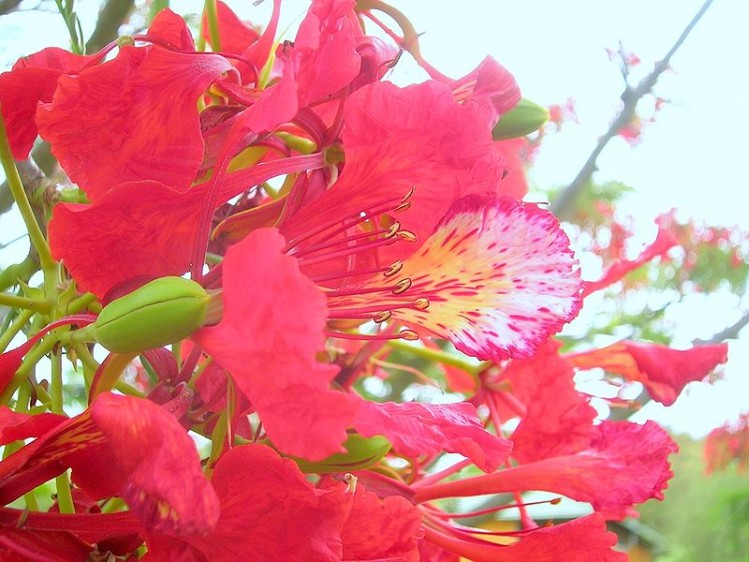 País: Haití. Flor: flamboyán (Delonix regia).