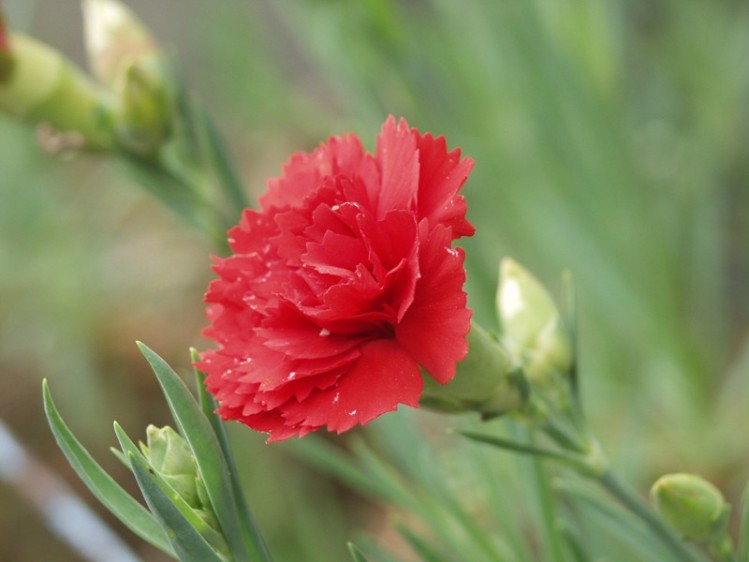 País: España. Flor: clavel (Dianthus caryophyllus).