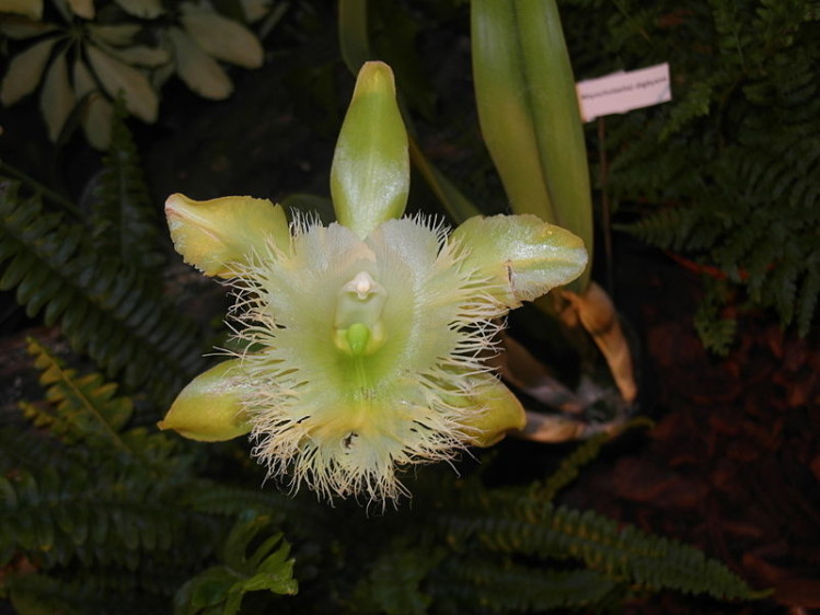 País: Honduras. Orquídea de la Virgen (Rhyncholaelia digbyana).