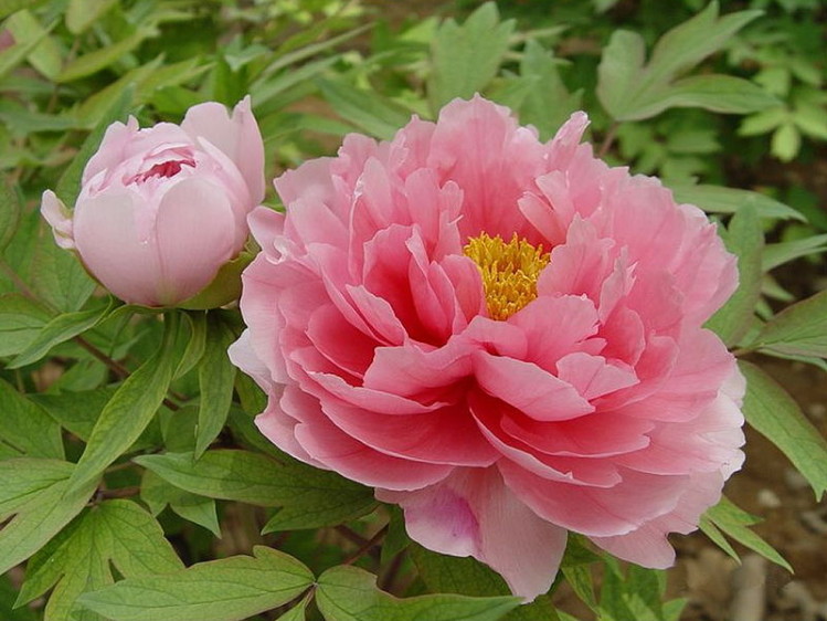 País: China. Flor: peonía. (Paeonia suffruticosa).
