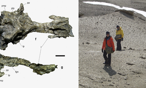 Se encontró el cráneo casi completo, parte de la mandíbula y otros restos fósiles de un pingüino gigante de 35 millones de años de antigüedad. Imagen: Agencia CTyS UNLaM