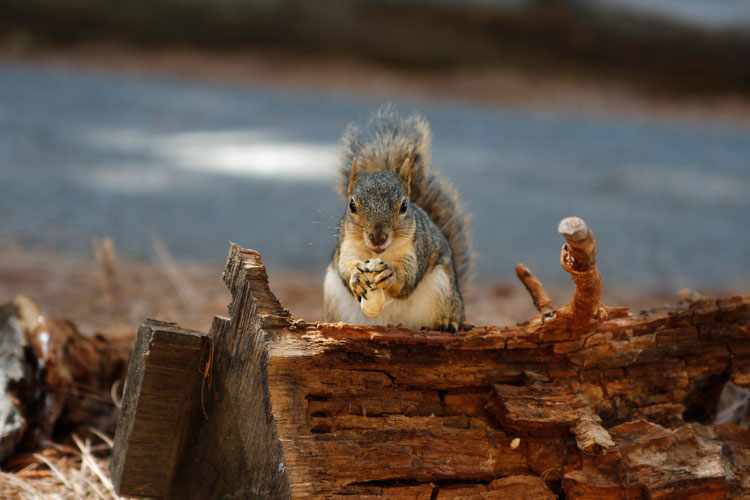 Una ardilla zorro con su alimento en el campus de la universidad. Durante seis horas por dos años los investigadores recogieron la información para estudiar su conducta. FOTO U. California Berkeley