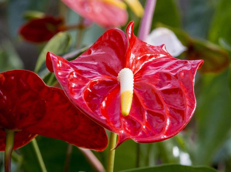 Que su jardín sea el más florecido