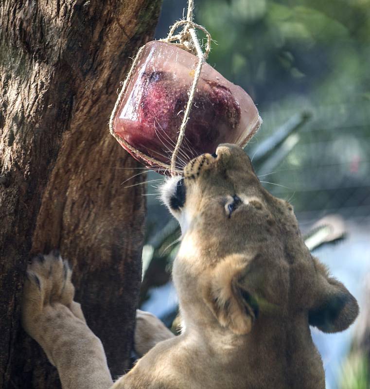 Tener controlada la temperatura de los animales también les disminuye el estrés. FOTOS JULIO CÉSAR HERRERA