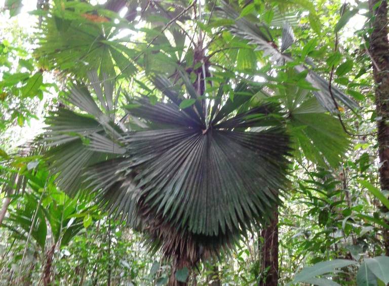 Palma hallada en las selvas de Mutatá. Foto cortesía Corpourabá