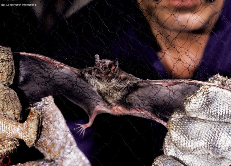 76 de los 380 murciélagos de Latinoamérica están en peligro. FOTO Macrotus waterhousii, murciélago insectívoro de Norte América, EEUU y México, por: ©Merlin D. Tuttle – Bat Conservation International.