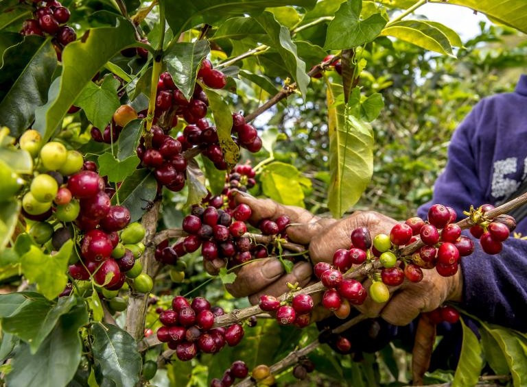Plan Nescafé llega a Antioquia para beneficiar a 300 caficultores. FOTO JUAN ANTONIO SÁNCHEZ