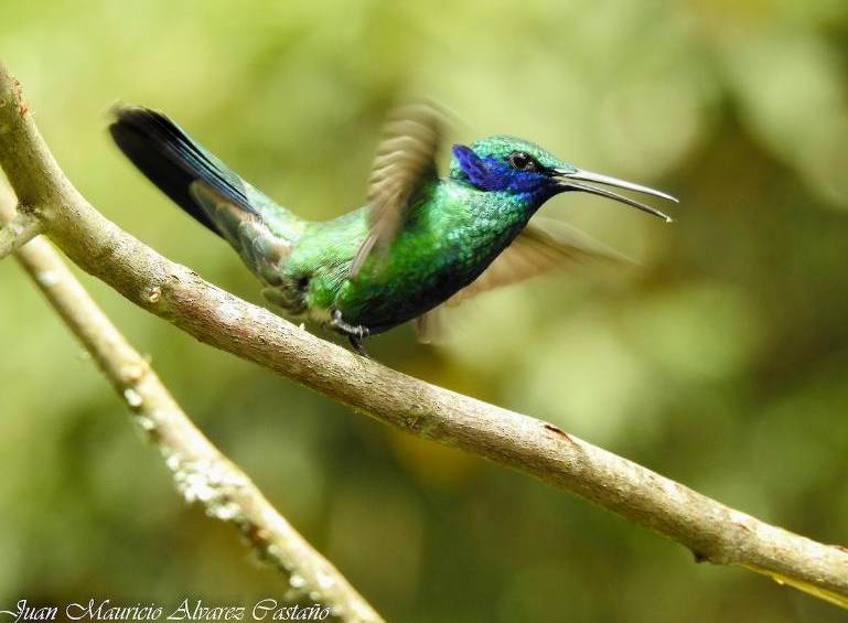 Colibrí Rutilante (Colibri coruscans). FOTO Juan Mauricio Álvarez
