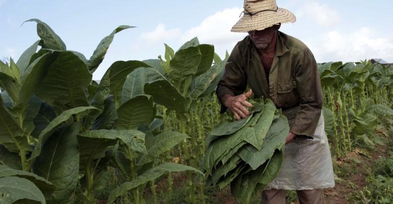 “El Gobierno Nacional suspende en forma definitiva las fumigaciones con glifosato y nosotros los campesinos la siembra de más matas de coca”, dijo Jule Anzueta, vocero de las organizaciones sociales, campesinas, indígenas y aforos del Putumayo. FOTO COLPRENSA