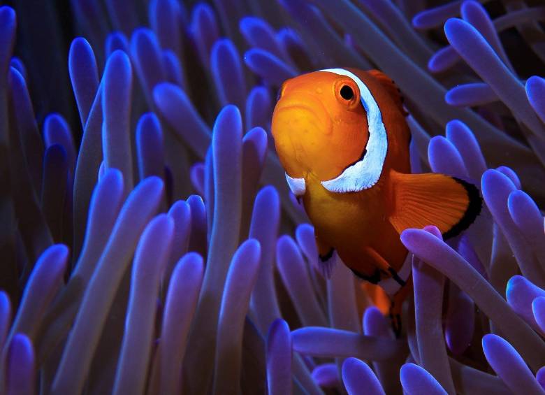 Los colores dle pez payaso son: rojo, rosa, negro, amarillo, naranja o blanco. FOTO: Efe
